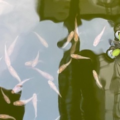 オフホワイトメダカの画像