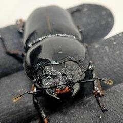 能勢YGオオクワガタ新成虫　♂71.5ミリ♀53ミリ　1ペアの画像