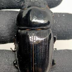 能勢YGオオクワガタ新成虫　♂71.5ミリ♀53ミリ　1ペアの画像