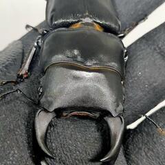 能勢YGオオクワガタ新成虫　♂71.5ミリ♀53ミリ　1ペアの画像
