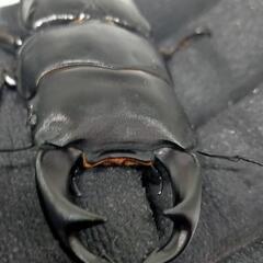 能勢YGオオクワガタ新成虫　♂71.5ミリ♀53ミリ　1ペアの画像