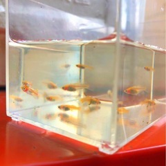 お話し中🌇新.かぐや🌇メダカ【幼魚若魚 ８匹 】の画像