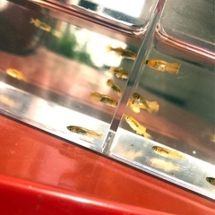お話し中🌇新.かぐや🌇メダカ【幼魚若魚 ８匹 】の画像