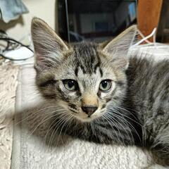 元気な子猫　オス2匹　メス3匹