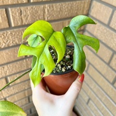 ヒメモンステラ 3株の画像