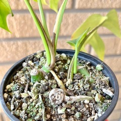 ヒメモンステラ 3株の画像
