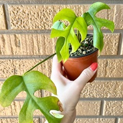 ヒメモンステラ 3株の画像