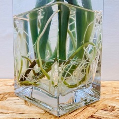 🌿 モンステラ 🌿小さ過ぎず大き過ぎず「丁度良いサイズ」　茎長約45〜55cm位 観葉植物  の画像