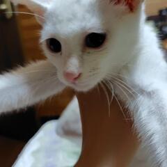 ブルーアイの僕の家族になってください。💕