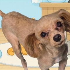里親さん募集中小型犬🐶2️⃣