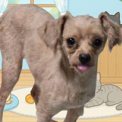 里親さん募集中小型犬🐶4️⃣