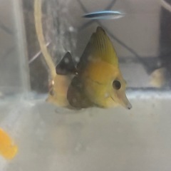 ゴマハギやや大きめの画像