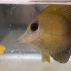 ゴマハギやや大きめの画像
