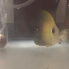 ゴマハギやや大きめの画像