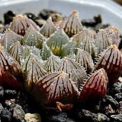 ハオルチアの画像
