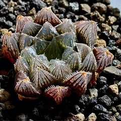 ハオルチアの画像