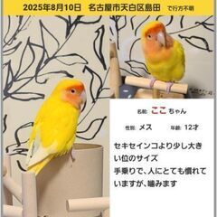 迷子のコザクラインコ探しています