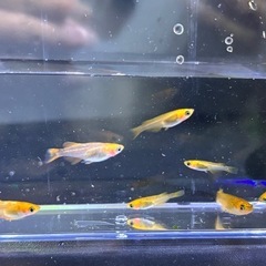 五色TRメダカ10匹の画像