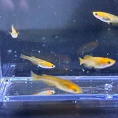 五色TRメダカ10匹の画像