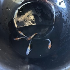三色ラメメダカ　５匹の画像