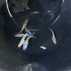三色ラメメダカ　５匹の画像