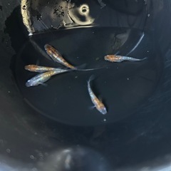 三色ラメメダカ　５匹の画像