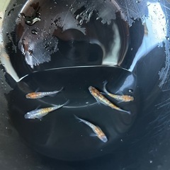 三色ラメメダカ　５匹の画像