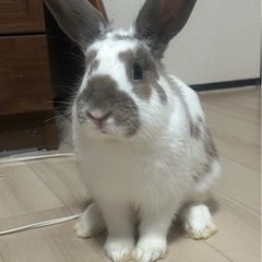 うさぎ里親募集