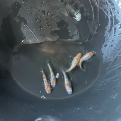三色ラメメダカ　５匹の画像