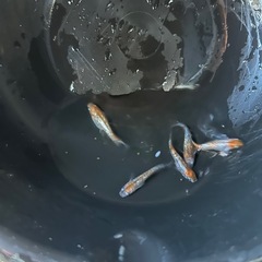 三色ラメメダカ　５匹の画像