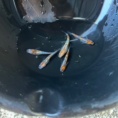 三色ラメメダカ　５匹の画像