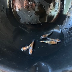 三色ラメメダカ　５匹の画像
