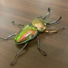 ニジイロクワガタ大型ホワイトアイ　成虫ペアの画像