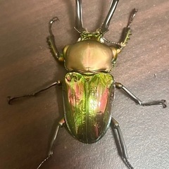 ニジイロクワガタ大型ホワイトアイ　成虫ペアの画像