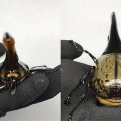 D.Hヘラクレス オス154mm単品の画像
