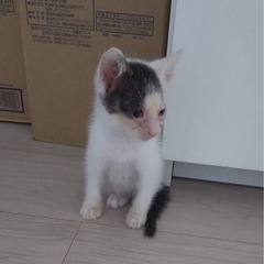 里親募集 生後1ヶ月未満 白黒猫ちゃん