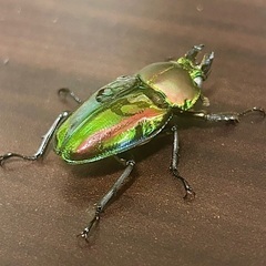 ニジイロクワガタ大型ホワイトアイ　成虫ペアの画像