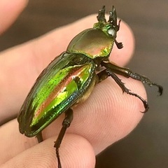 ニジイロクワガタ大型ホワイトアイ　成虫ペアの画像