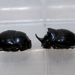 ダイコクコガネ　1ペアの画像
