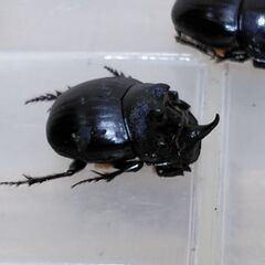 ダイコクコガネ　1ペアの画像