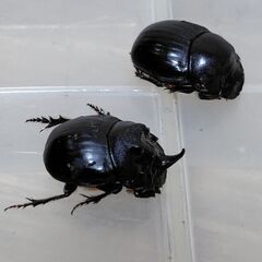 ダイコクコガネ　1ペアの画像