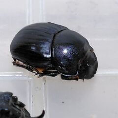 ダイコクコガネ　1ペアの画像