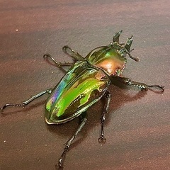 クワガタセットの画像