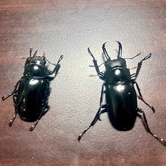 クワガタセットの画像