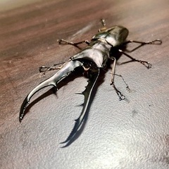 クワガタセットの画像