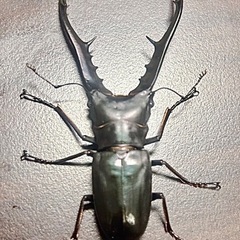 クワガタセットの画像
