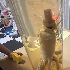高麗人参酒の画像