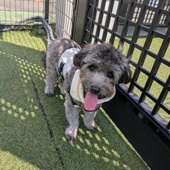 ❴新規様受付停止❵元気で明るいMIX犬 名前ダンテ