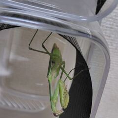 【北海道産】祈り虫　オオカマキリ　緑色　成虫　メス　1匹　700円の画像