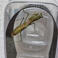 【北海道産】祈り虫　オオカマキリ　緑色　成虫　メス　1匹　700円の画像